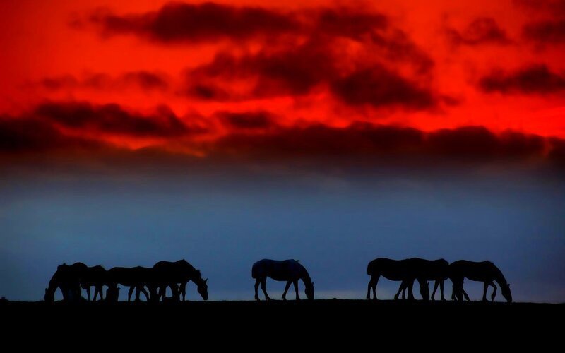 Silhouetted Horses Grazing