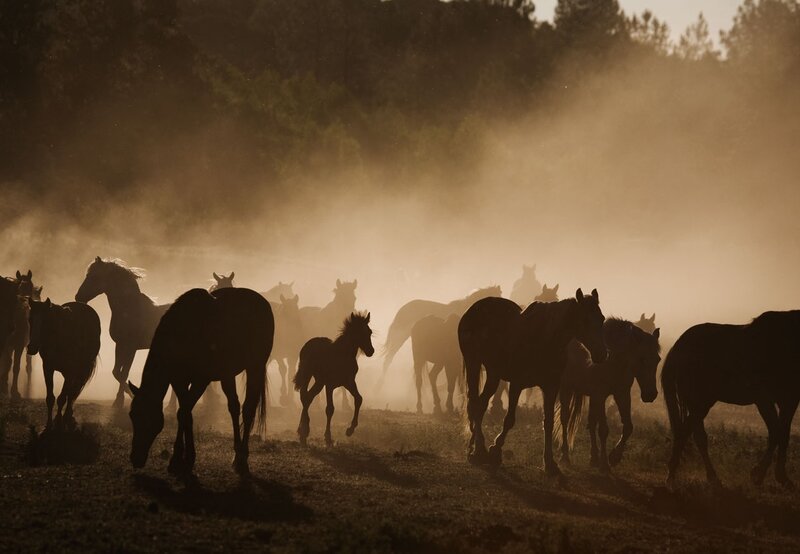 Silhouetted Horses in Dust