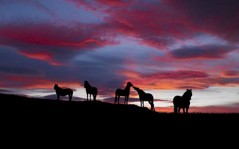 Silhouetted Horses on Hill — Red, Dramatic