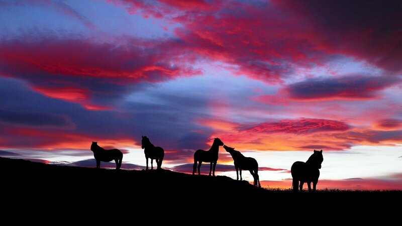 Silhouetted Horses on Hill — Red