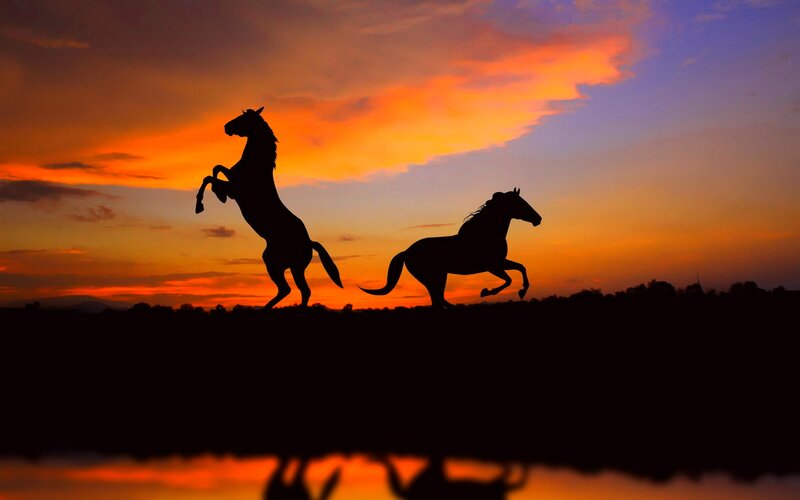 Silhouetted Horses — Orange, Dramatic
