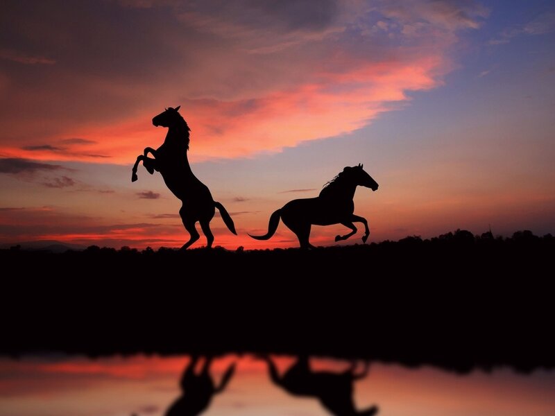 Silhouetted Horses — Orange