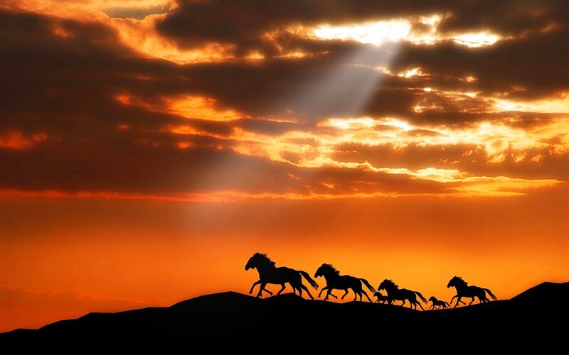 Silhouetted Horses Running — Orange, Dramatic, Sunset, Photograph, Clouds, Sunlight