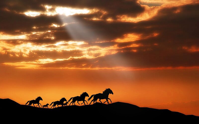 Silhouetted Horses Running — Orange, Dramatic, Sunset, Photograph, Sky, Clouds