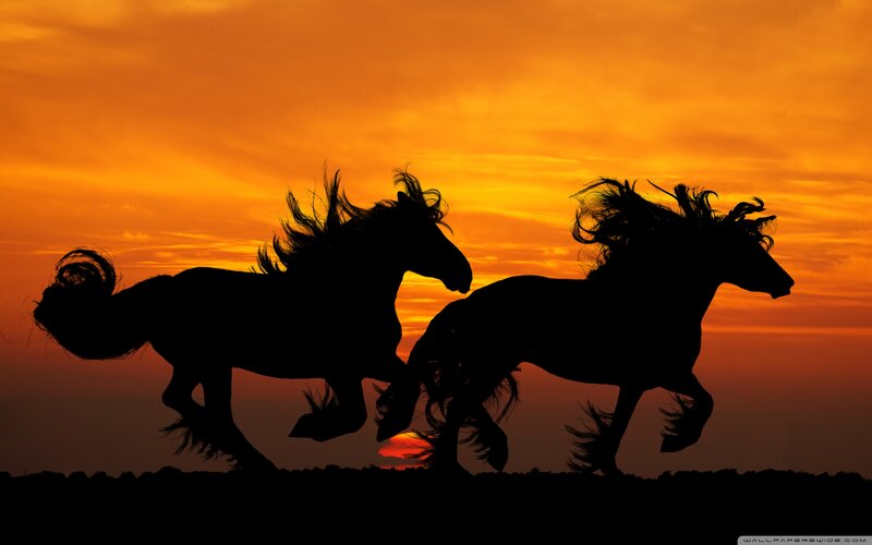 Silhouetted Horses Running — Orange, Dramatic, Sunset, Photograph, Sky, Ground