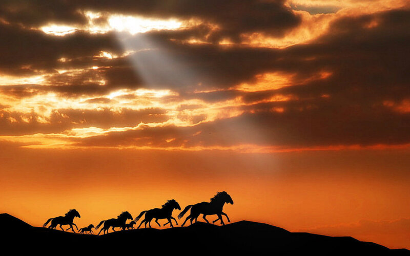 Silhouetted Horses Running — Orange, Dramatic, Sunset, Photograph, Sky