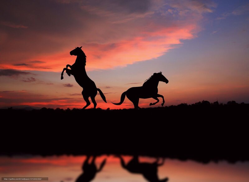 Silhouetted Horses Running — Orange, Dramatic, Sunset, Photograph, Sky, Water