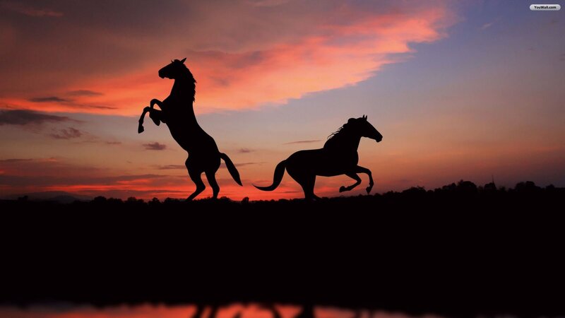 Silhouetted Horses Running — Orange, Dramatic, Sunset, Photograph