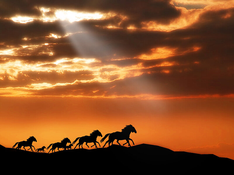 Silhouetted Horses Running — Orange