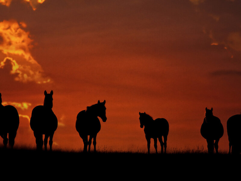 Silhouetted Horses