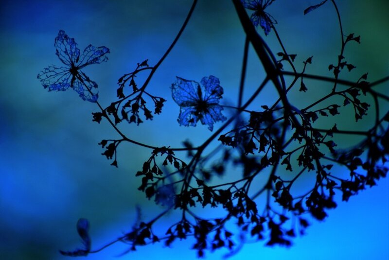 Silhouetted Hydrangea Flowers