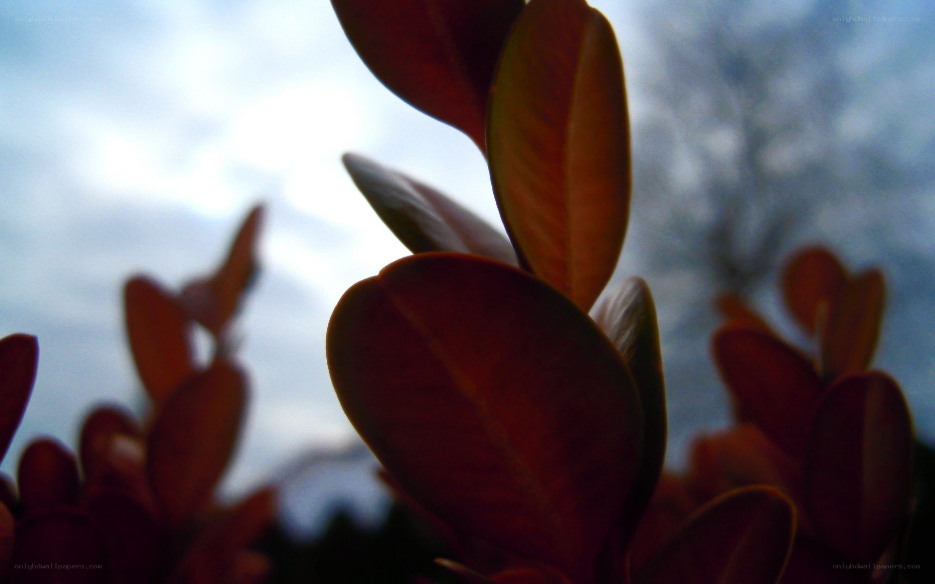 silhouetted leaves against sky