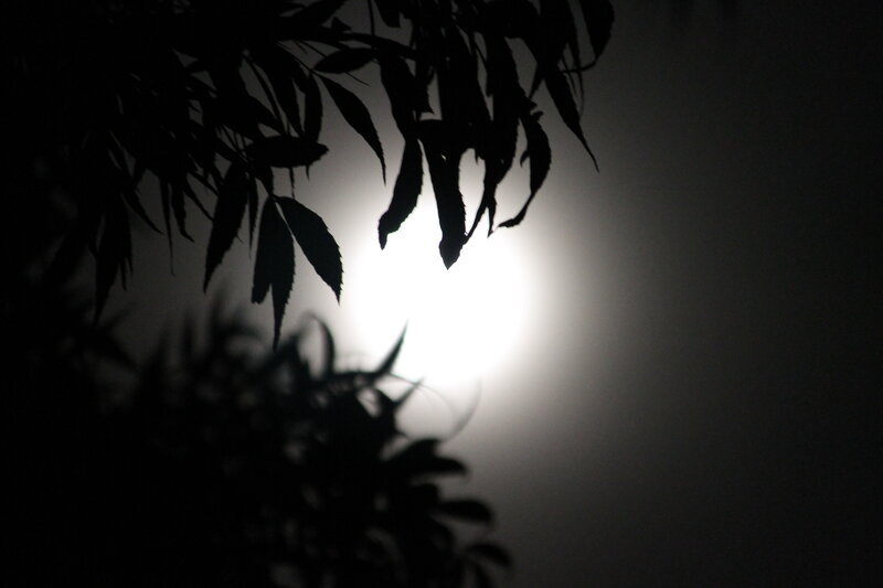 Silhouetted Leaves at Night