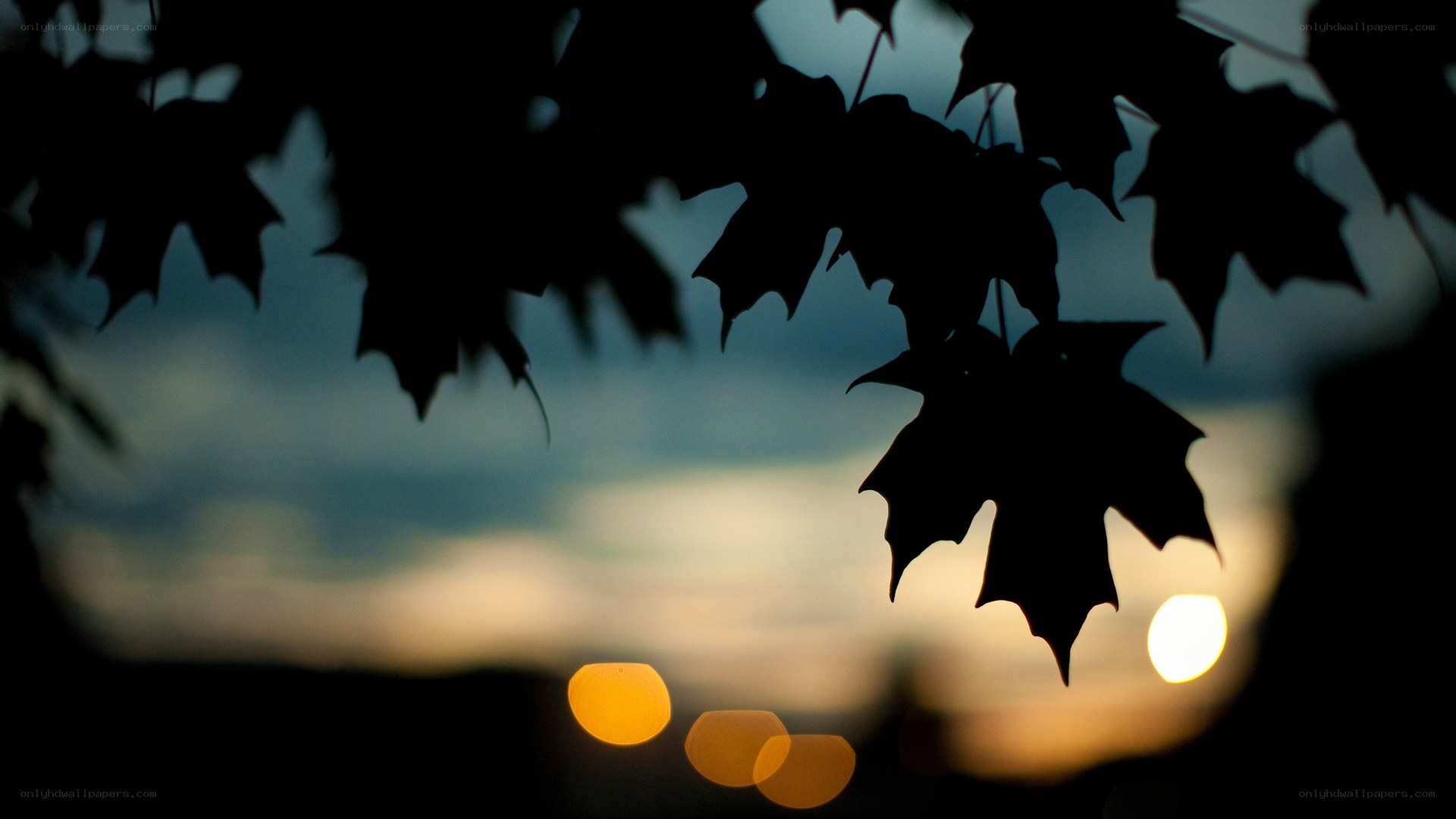 Silhouetted leaves at sunset