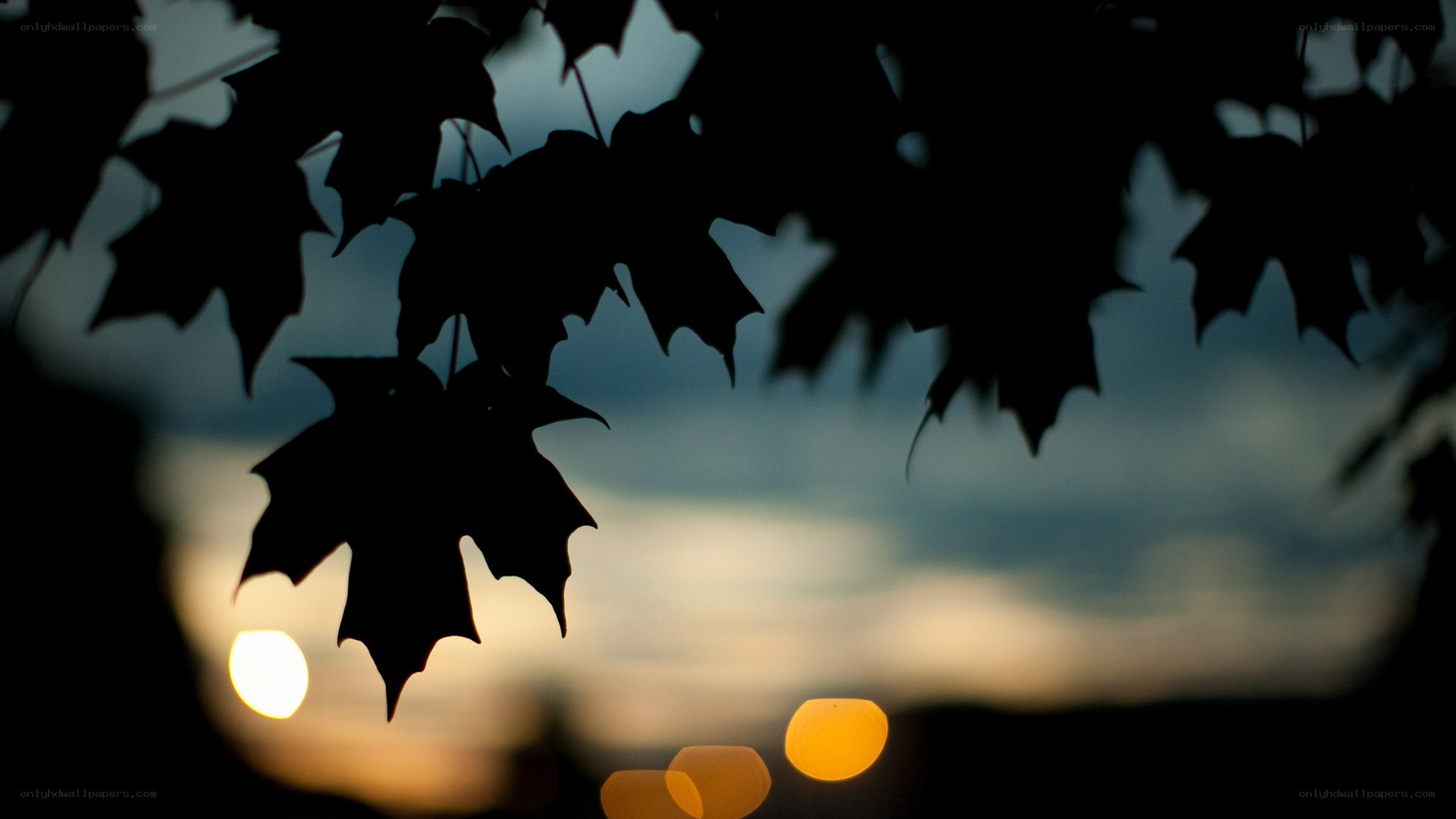 Silhouetted leaves at sunset