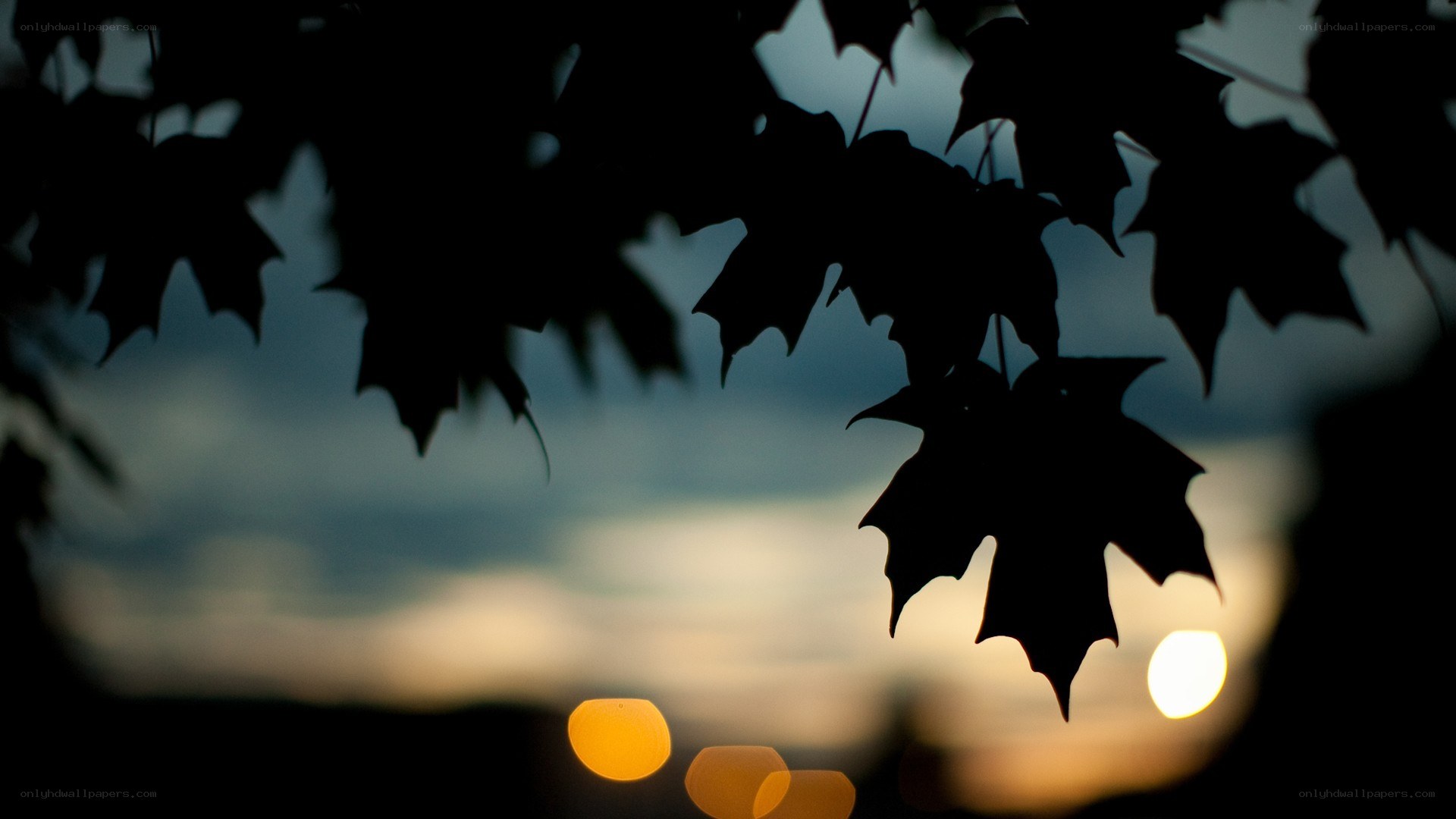 Silhouetted leaves at sunset