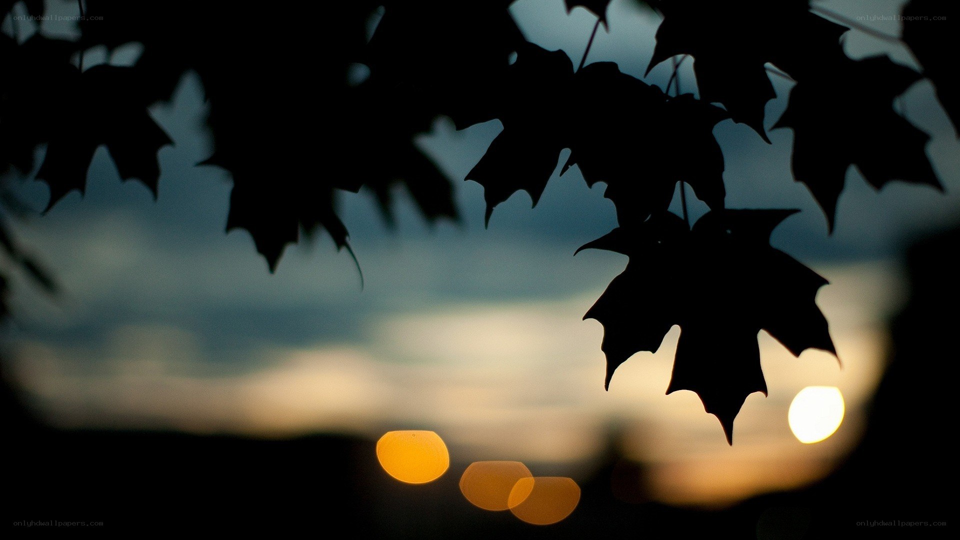 Silhouetted leaves at sunset