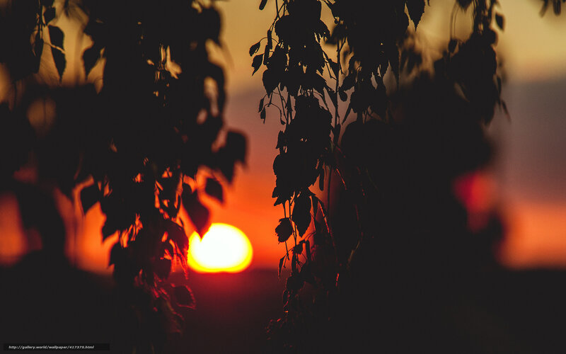 Silhouetted Leaves at Sunset — Orange, Serene, Photograph