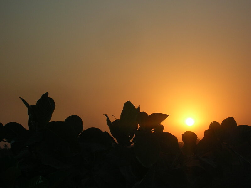Silhouetted Leaves at Sunset — Orange, Serene