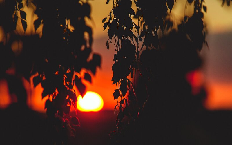 Silhouetted Leaves at Sunset — Orange