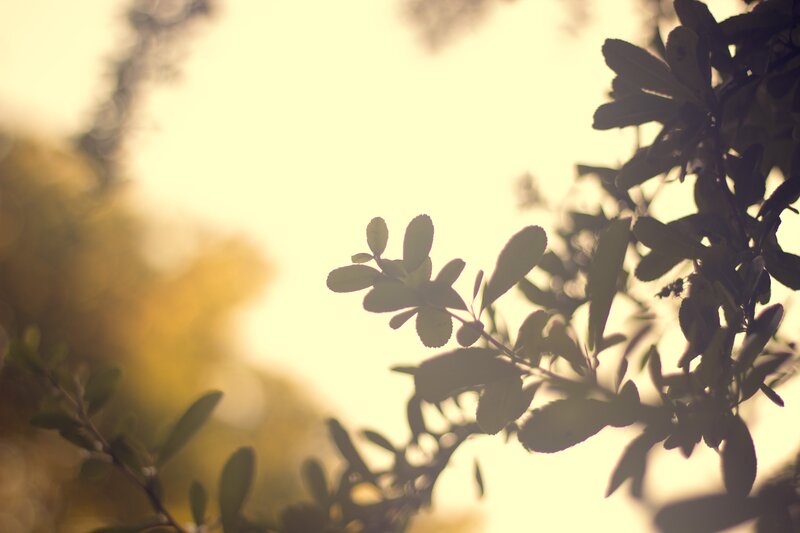 Silhouetted Leaves in Sunlight