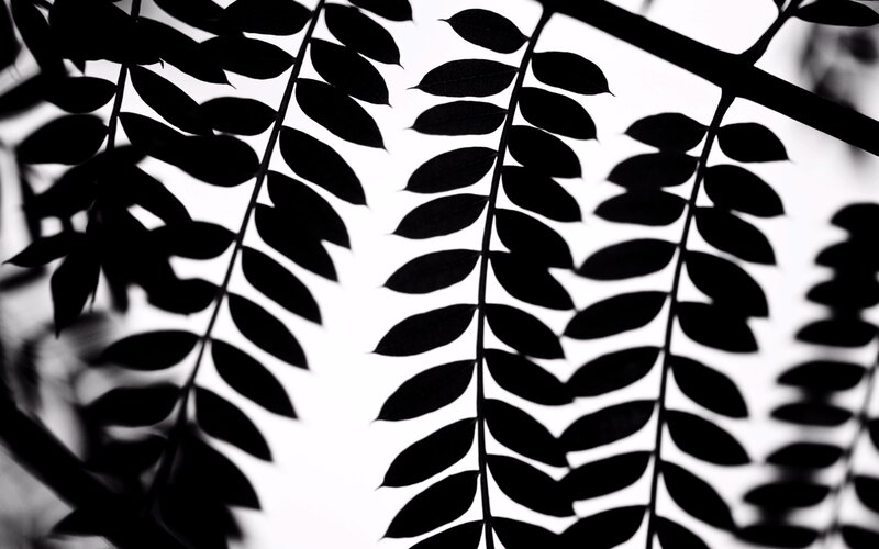 Silhouetted Leaves on Branch