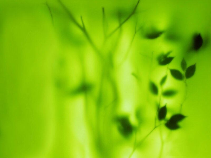 Silhouetted Leaves on Green — Serene
