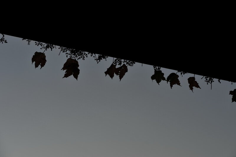 Silhouetted Leaves on Vine