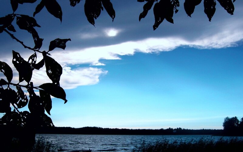 Silhouetted leaves over a lake