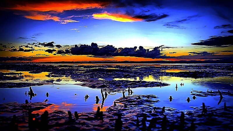 Silhouetted Mangrove Roots