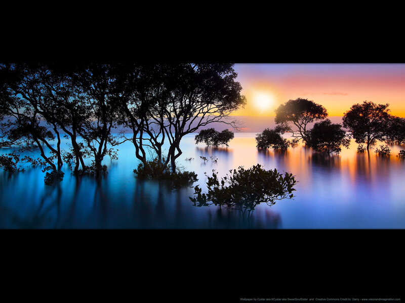 Silhouetted Mangrove Trees