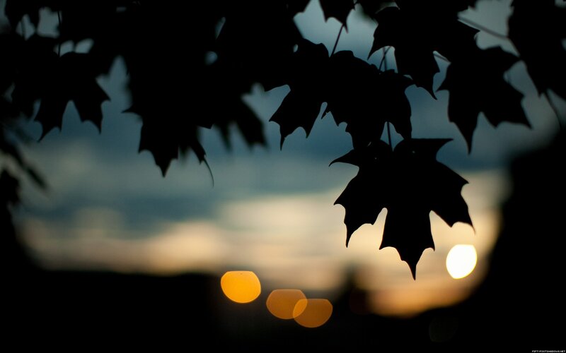 Silhouetted Maple Leaves — Black, Serene
