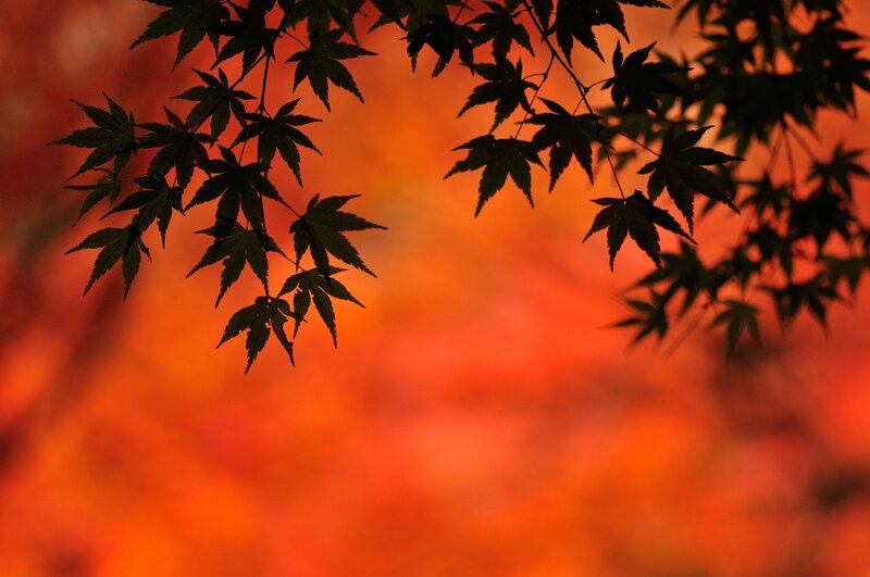 Silhouetted Maple Leaves — Orange