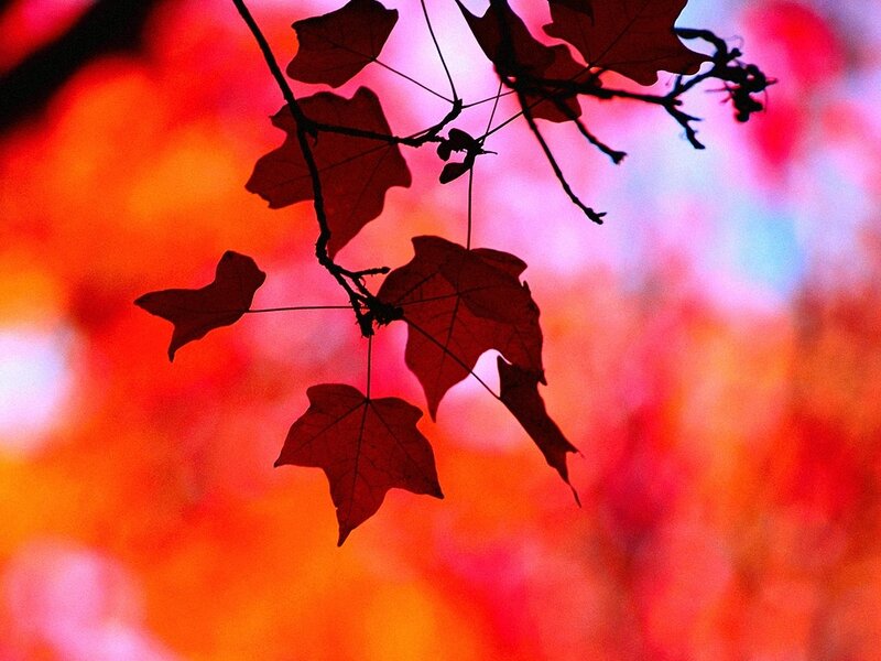 Silhouetted Maple Leaves