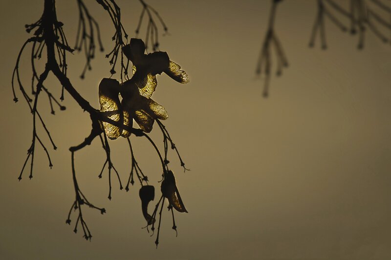 Silhouetted Maple Seeds