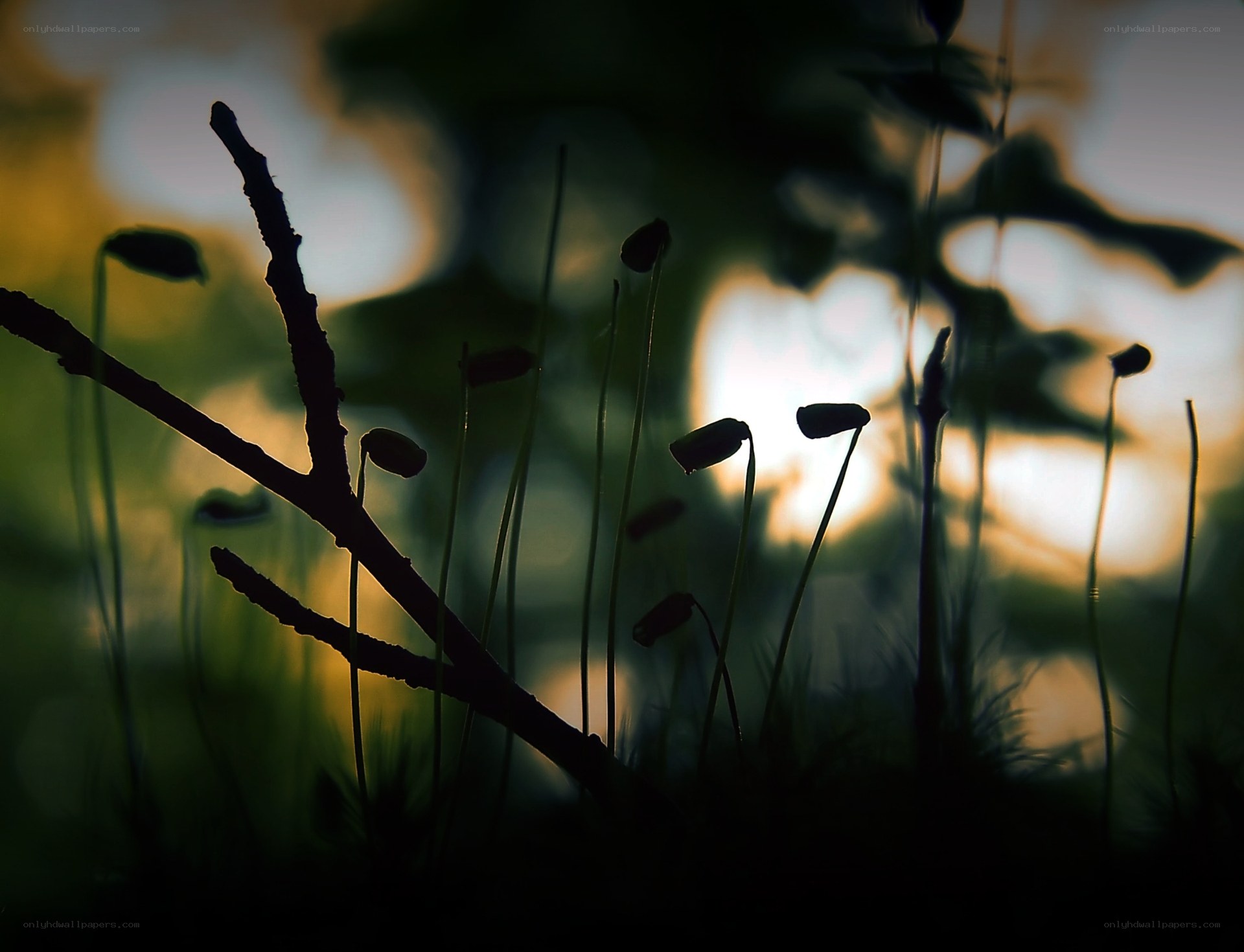 Silhouetted moss in golden light