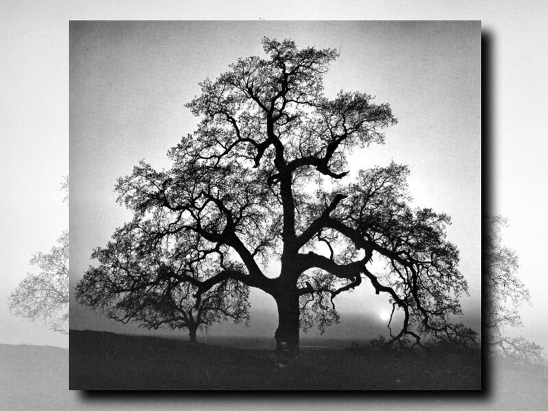 Silhouetted Oak Tree — Black