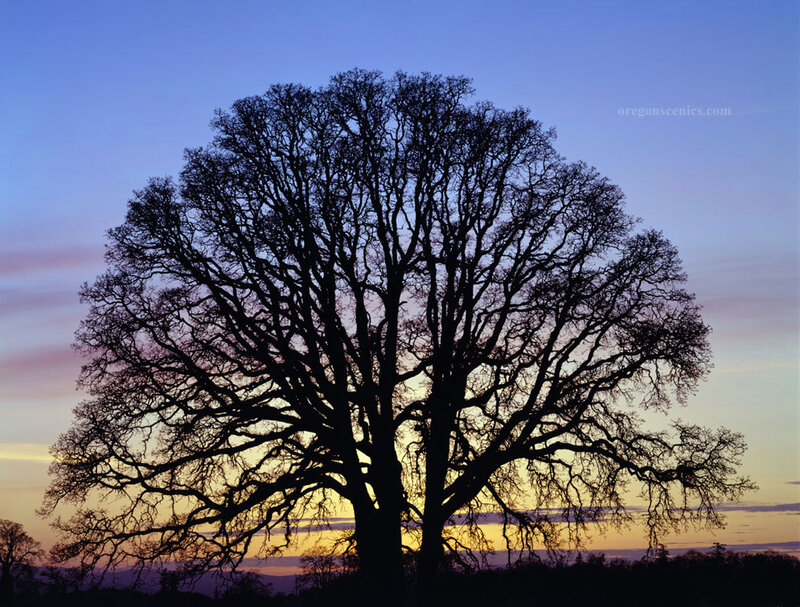 Silhouetted Oak Tree — Blue