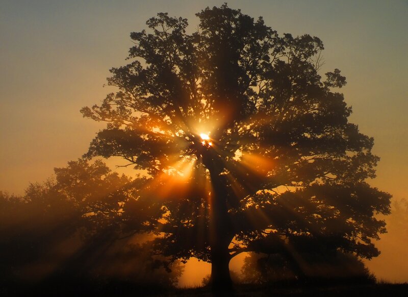 Silhouetted Oak Tree — Orange