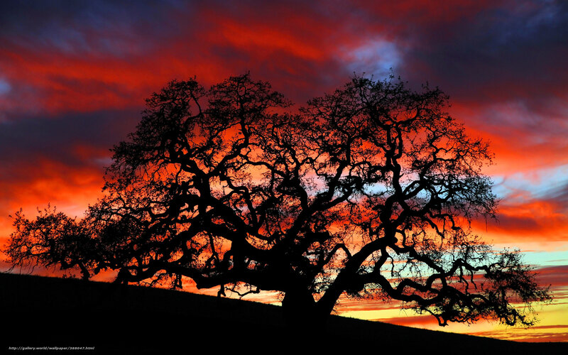 Silhouetted Oak Tree — Red