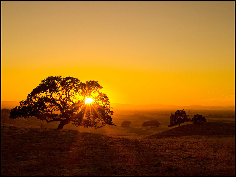 Silhouetted Oak Tree