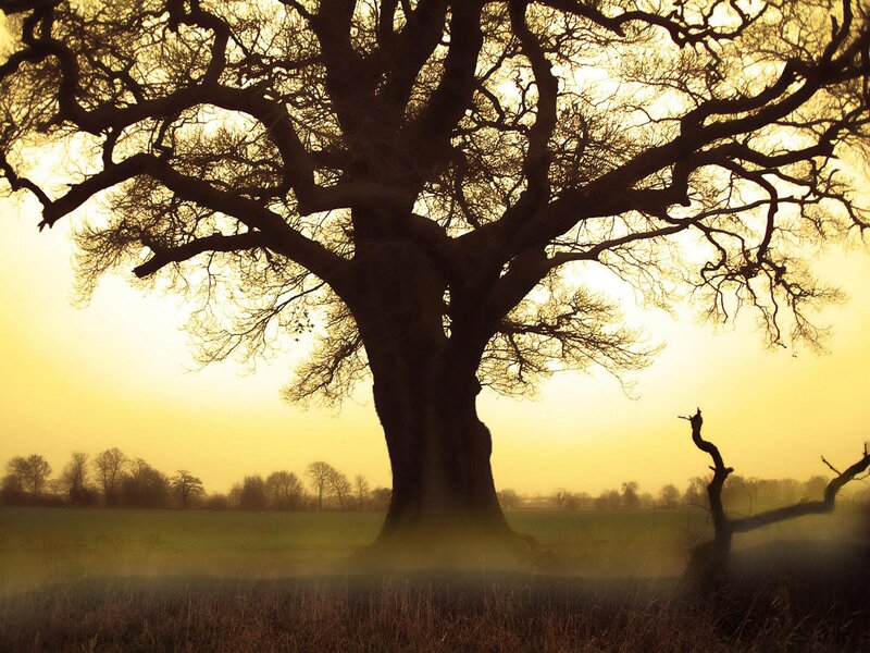 Silhouetted Oak Tree — Yellow