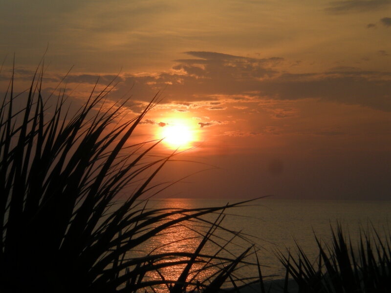 Silhouetted Palm Fronds — Orange