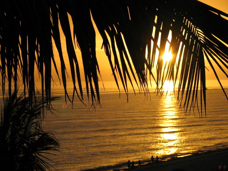 Silhouetted Palm Fronds