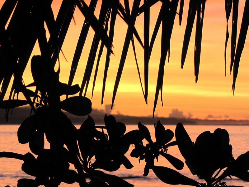 Silhouetted Palm Leaves