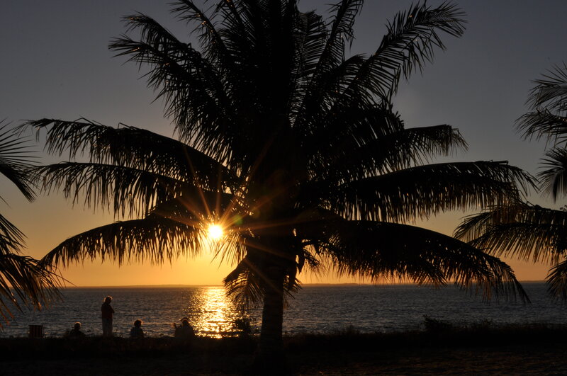 Silhouetted Palm Tree — Black