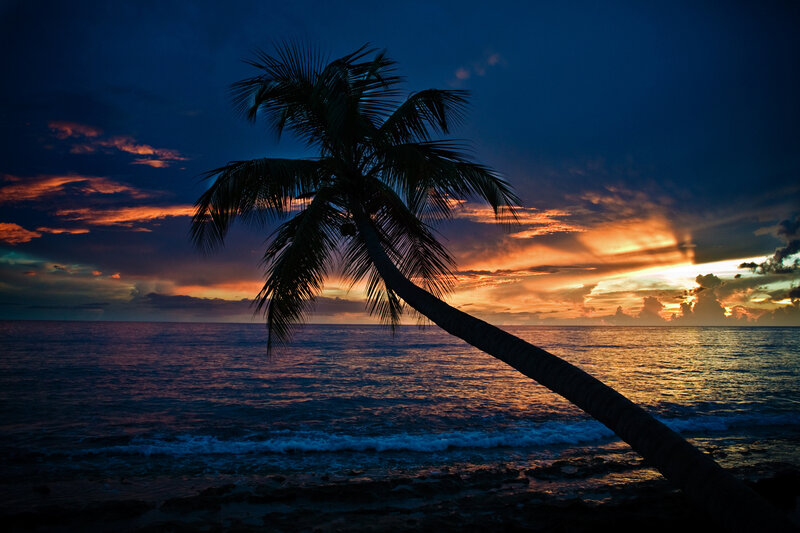 Silhouetted Palm Tree — Blue, Dramatic, Sunset, Photograph