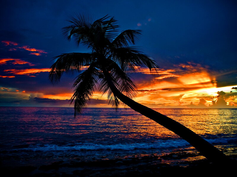 Silhouetted Palm Tree — Blue, Dramatic, Sunset