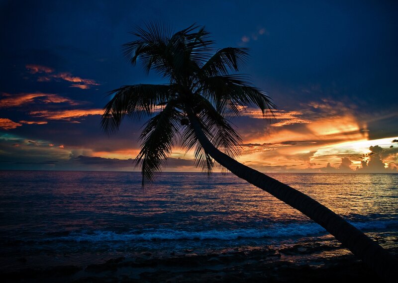 Silhouetted Palm Tree — Blue, Dramatic
