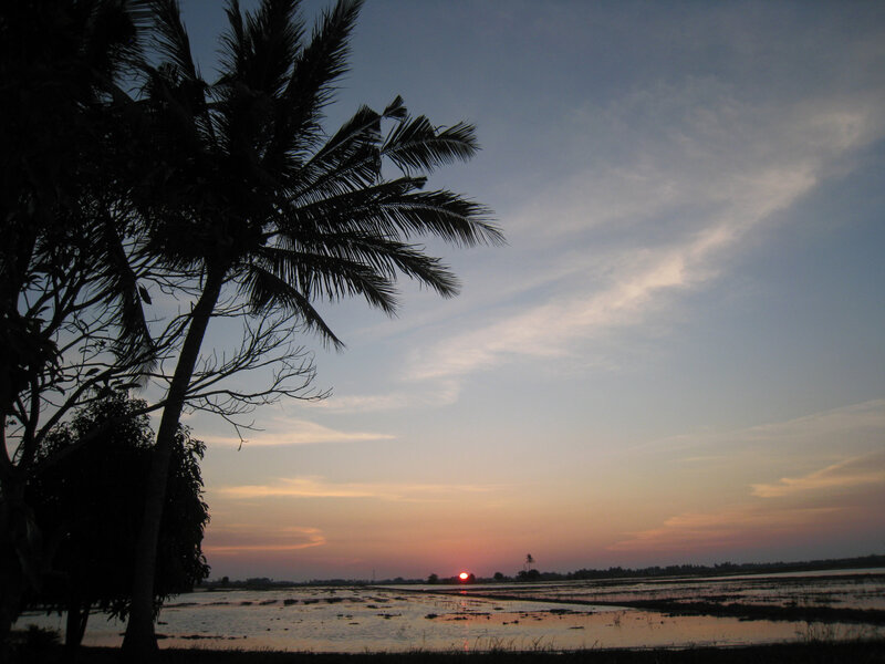 Silhouetted Palm Tree — Blue